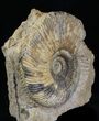 Parkinsonia Dorsetensis Ammonite - England #30776-2